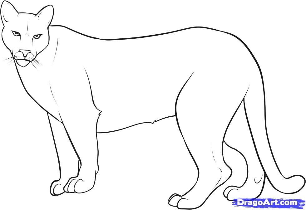 mountain lion coloring page