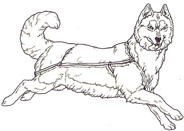 husky puppy coloring page