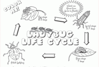 ladybug life cycle coloring page