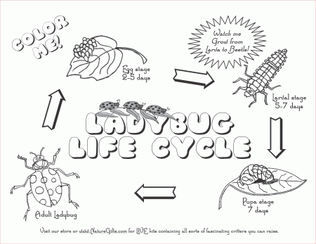 ladybug life cycle coloring page