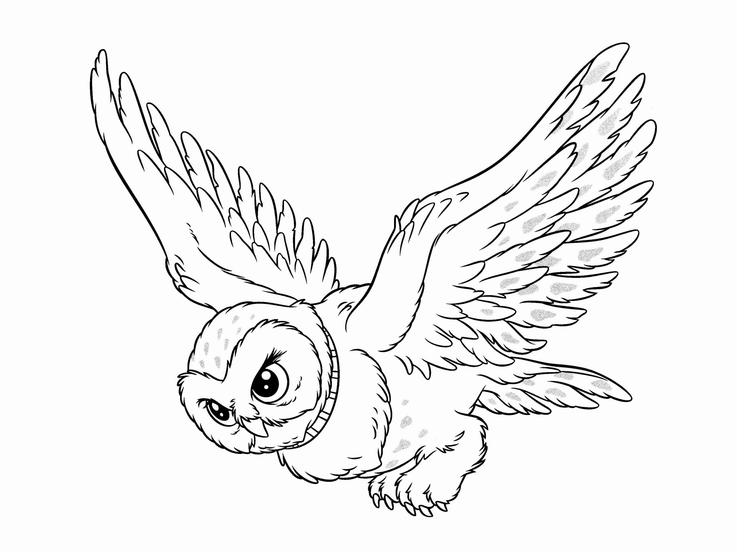 hedwig coloring pages