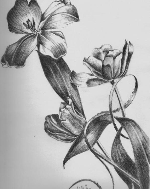 Floral Pencil Drawings - Fine Art Blogger