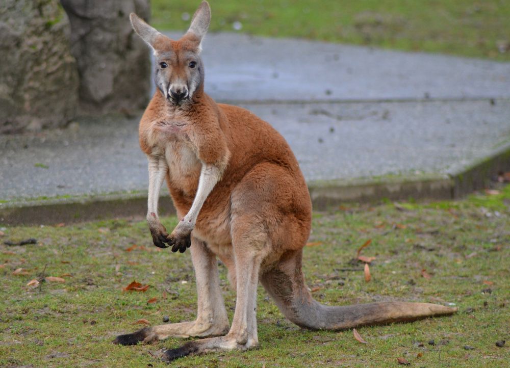 känguru bilder