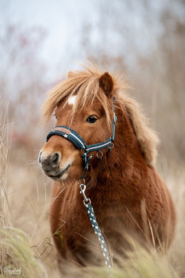 süße pony bilder