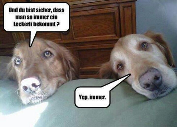 lustiges hunde bild