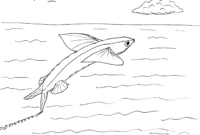 flying fish coloring page