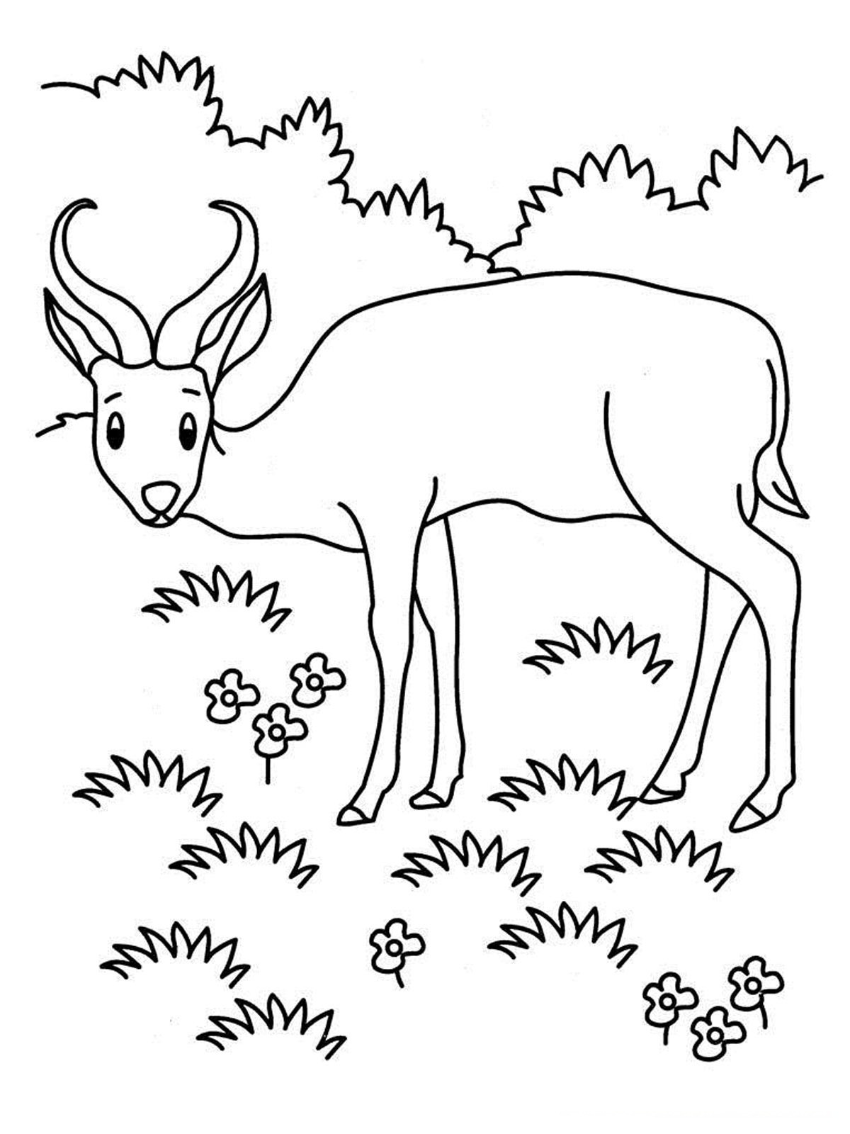 grassland coloring page