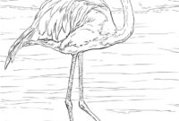 free flamingo coloring pages