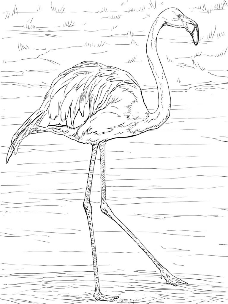 Flamingo Coloring Pages - Best Coloring Pages For Kids