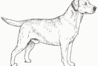 labrador dog coloring pages