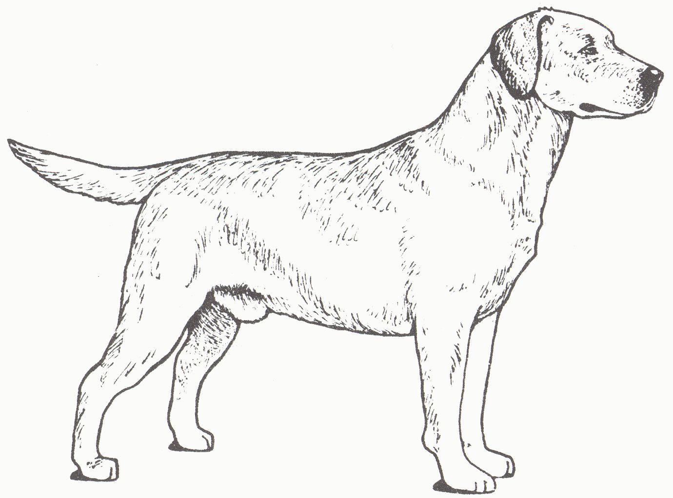 labrador dog coloring pages