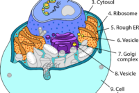 ask a biologist coloring page animal cell answers