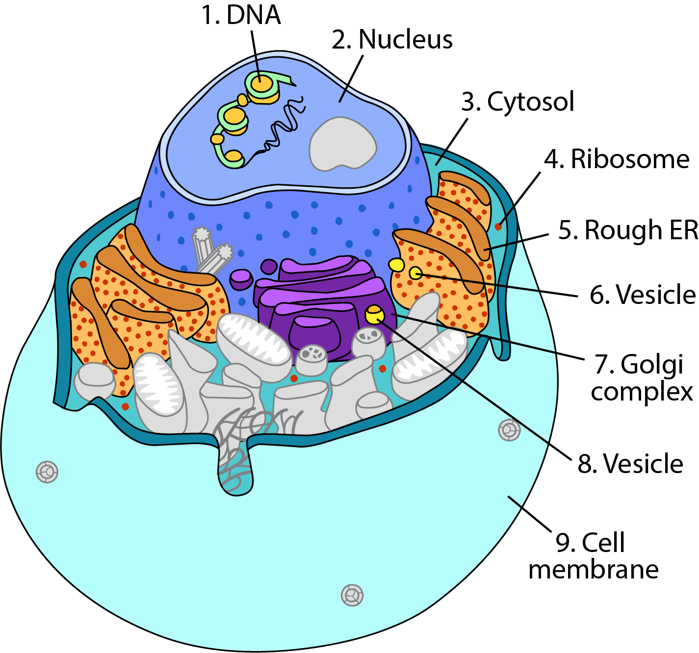 Biologycorner.com Animal Cell Coloring Key / Prokaryote The Biology