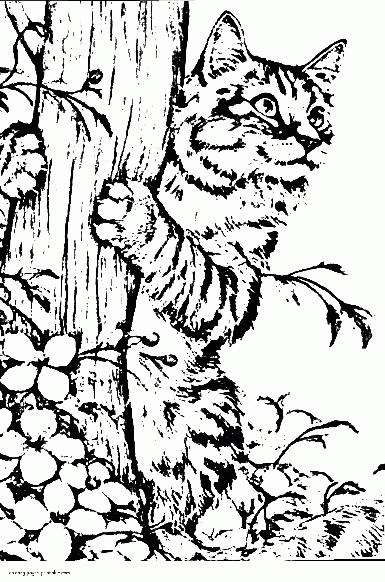 realistic cat coloring pages for adults