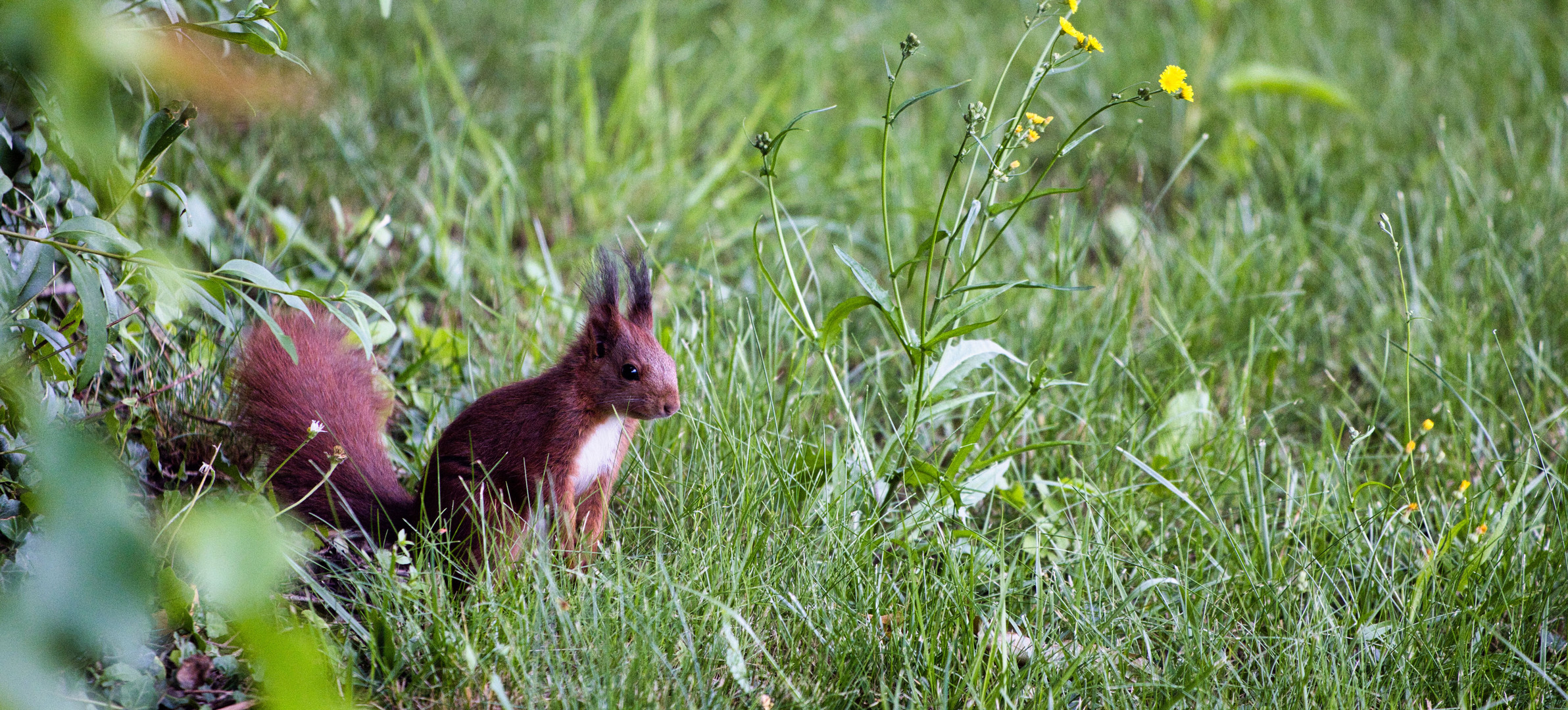 eichhörnchen bilder kostenlos