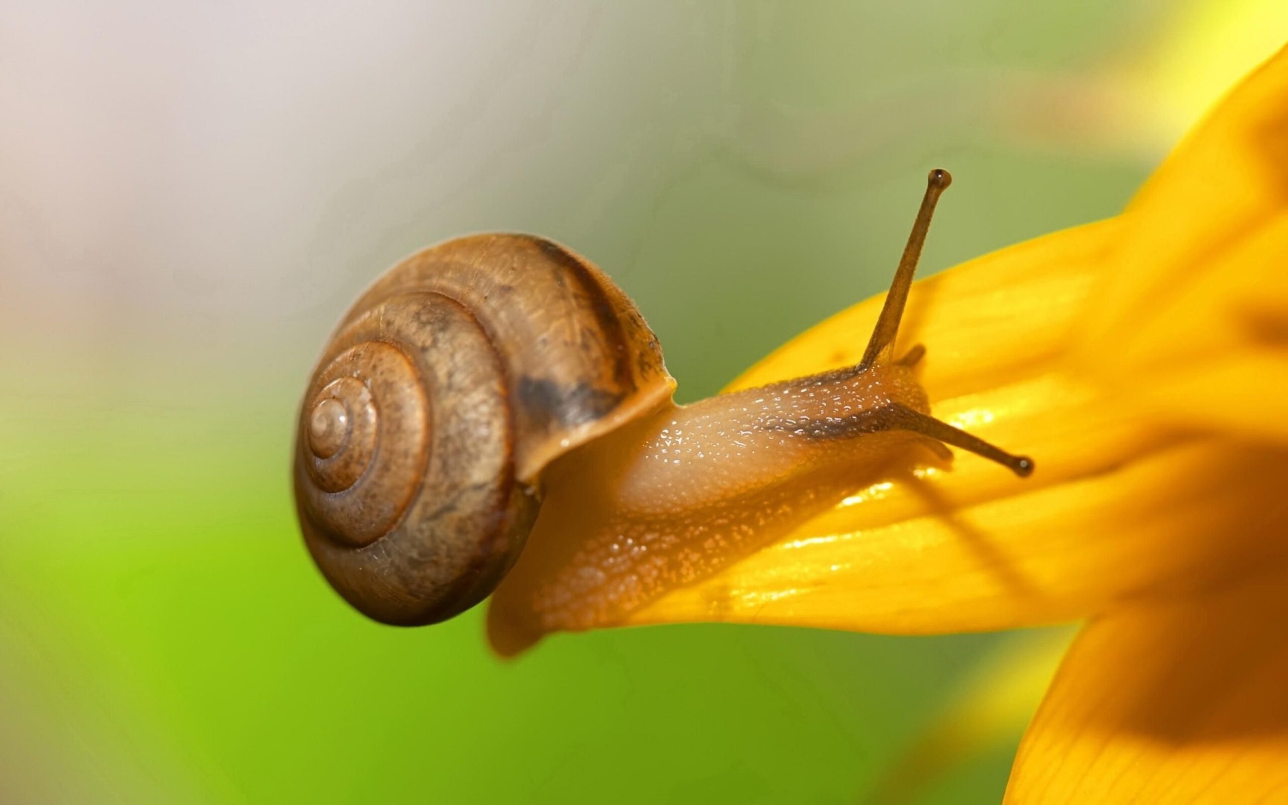 bilder schnecke