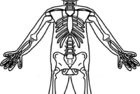 skeletal system coloring pages