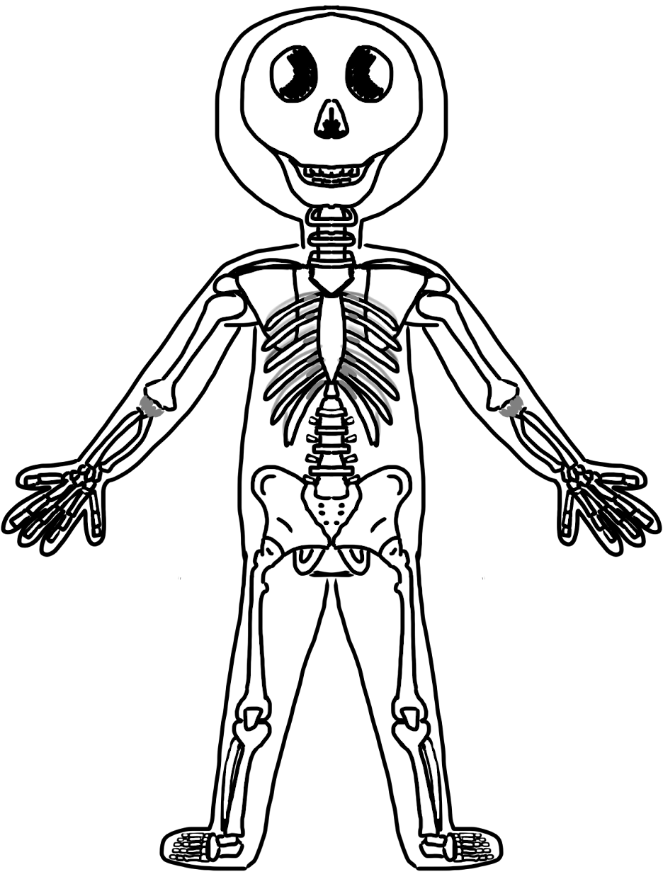 skeletal system coloring pages