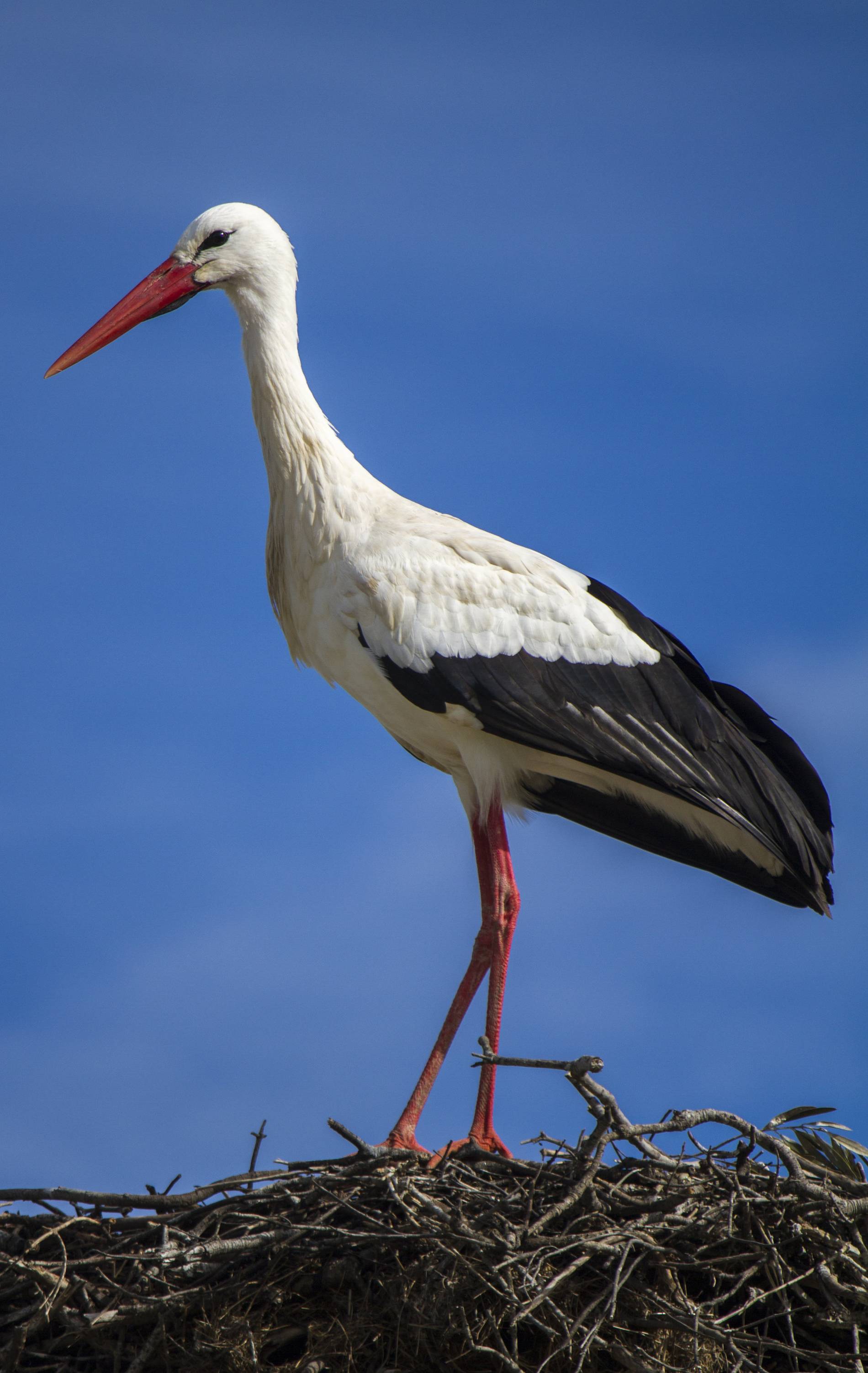 Mit dem Storch kommt der Frühling ins Storchendorf