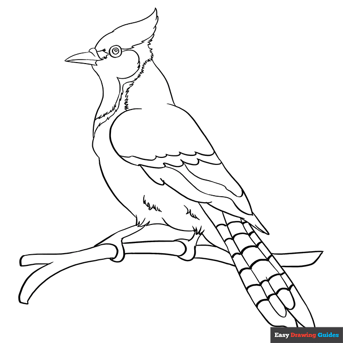 bluejay coloring page