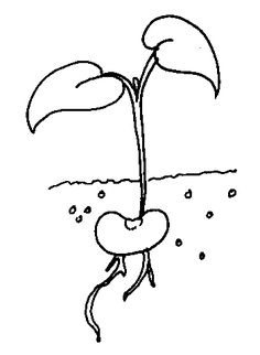 the tiny seed coloring page