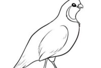 quail coloring pages