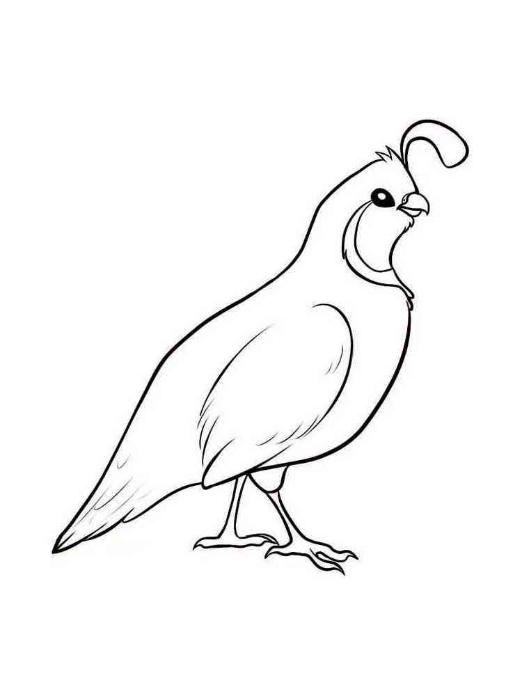 quail coloring pages