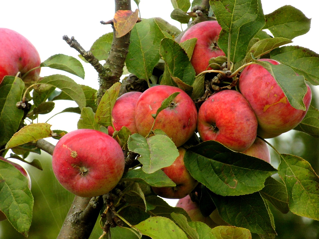 apfelbaum bilder kostenlos