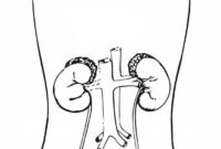 circulatory system coloring page