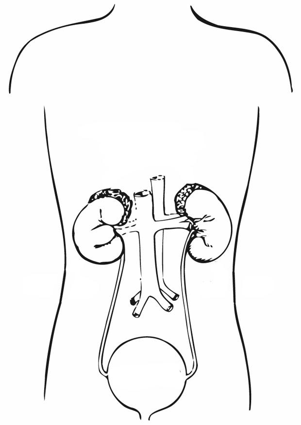 circulatory system coloring page