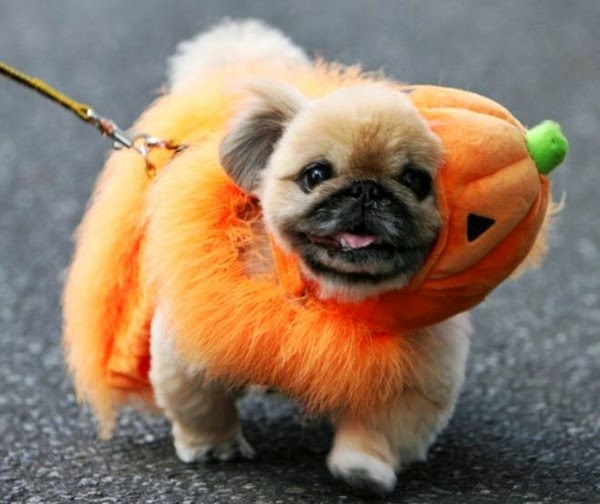 lustige halloween hund