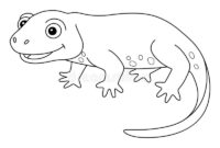 newt coloring page