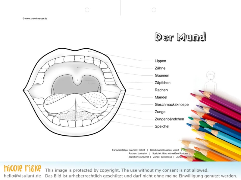 Illustration von Ausmalbildern zu menschlichen Organen | Grafik und