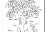 plant parts coloring page