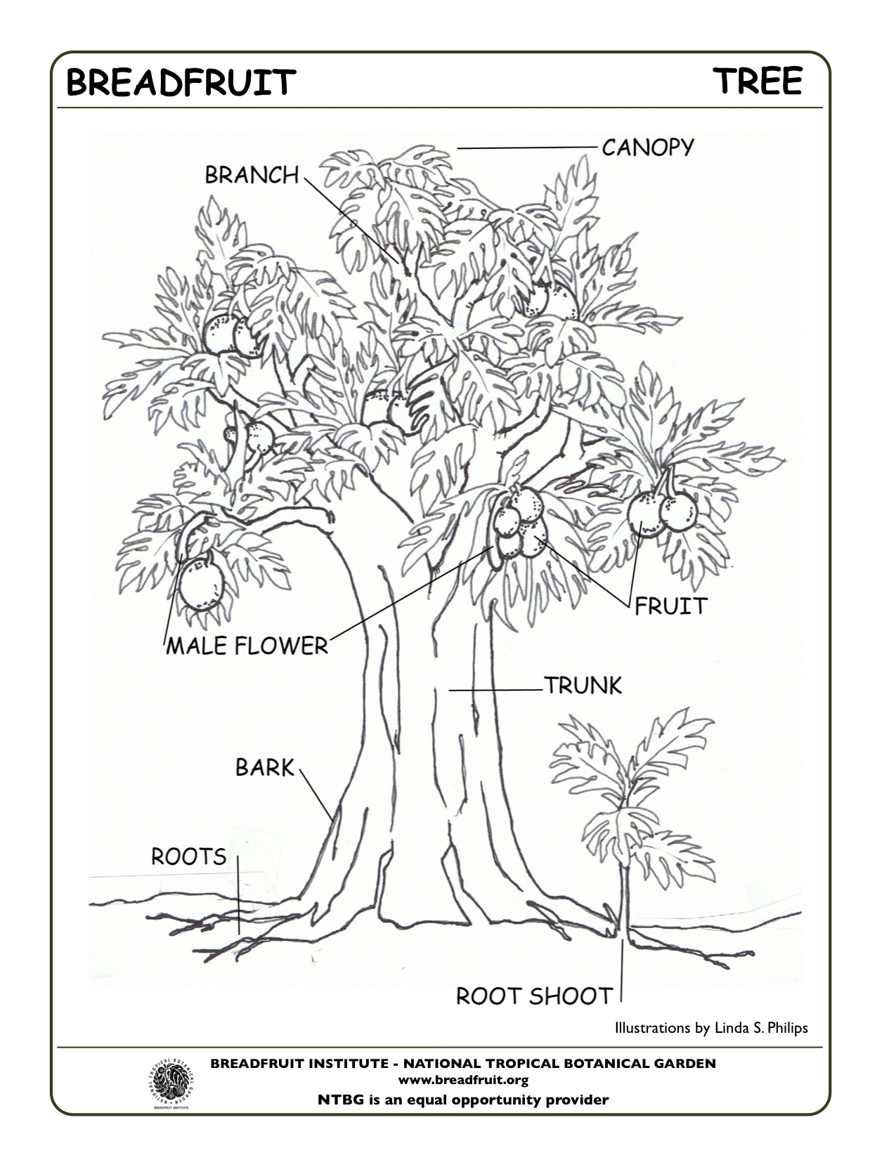 plant parts coloring page