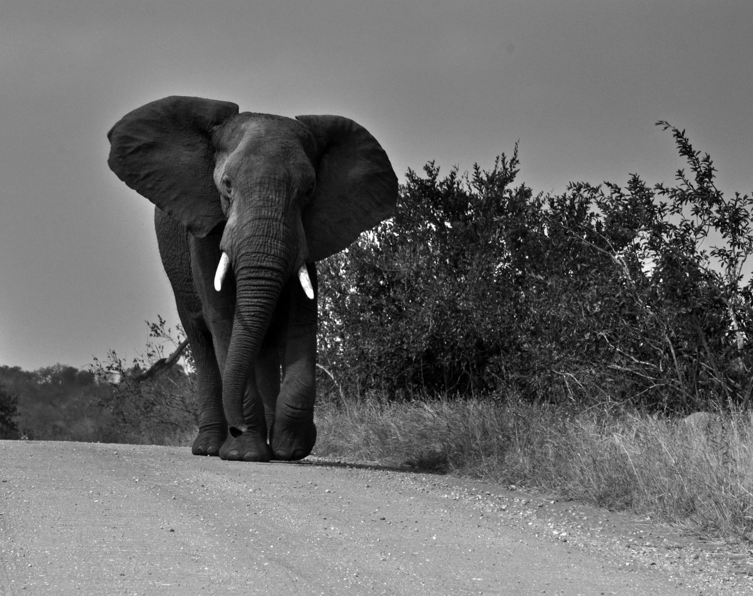 elefant bild schwarz weiß