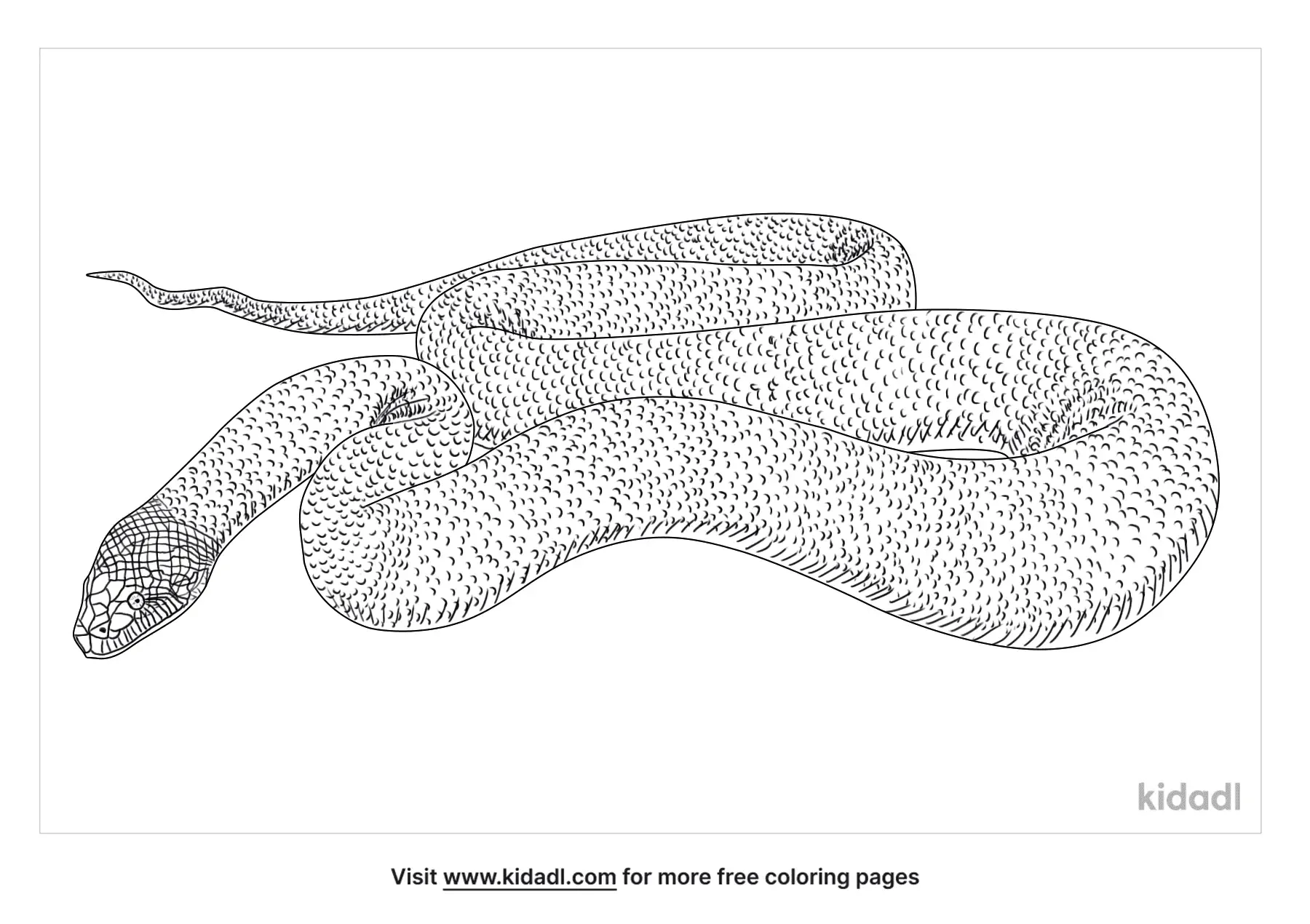 titanoboa coloring pages