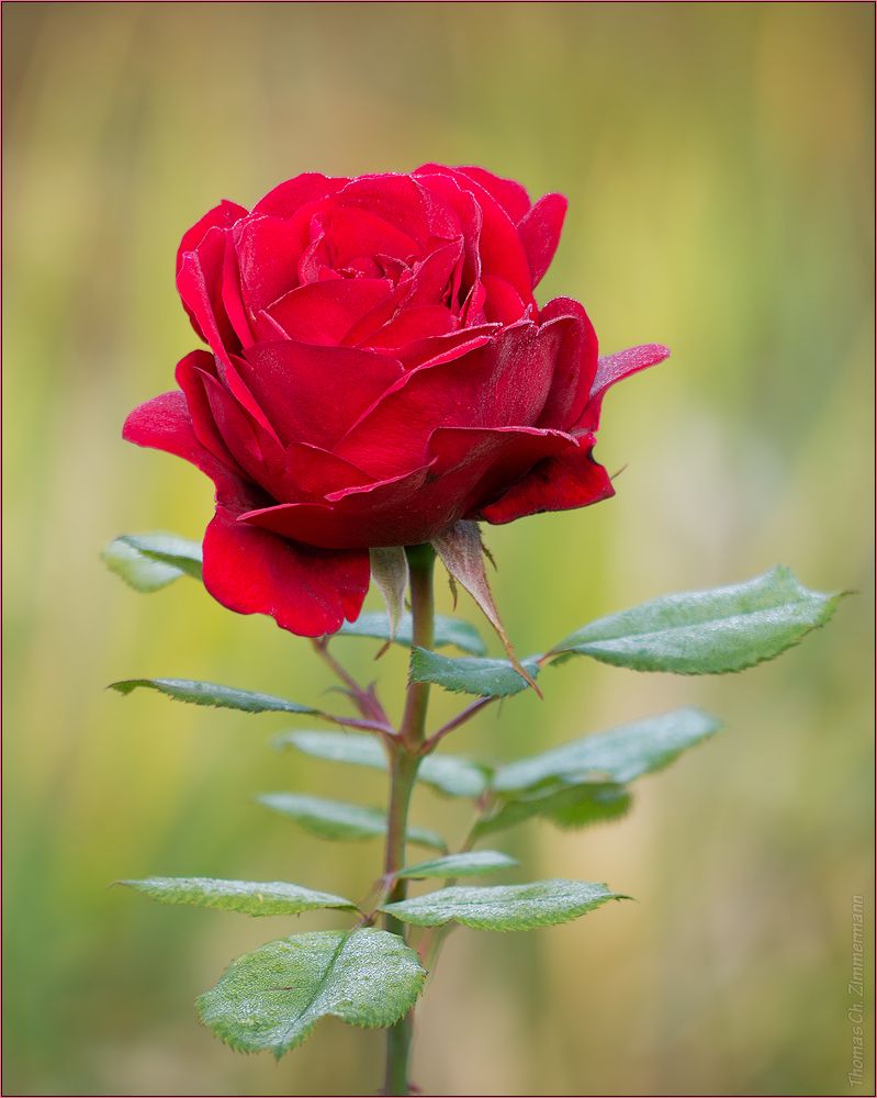 schöne blumen bilder kostenlos