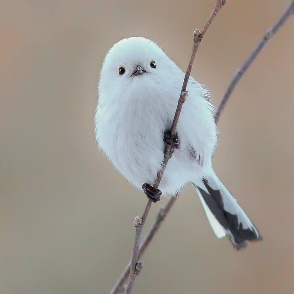 süße vogel bilder