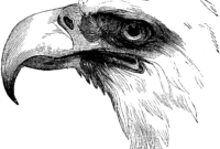 eagle coloring pages free