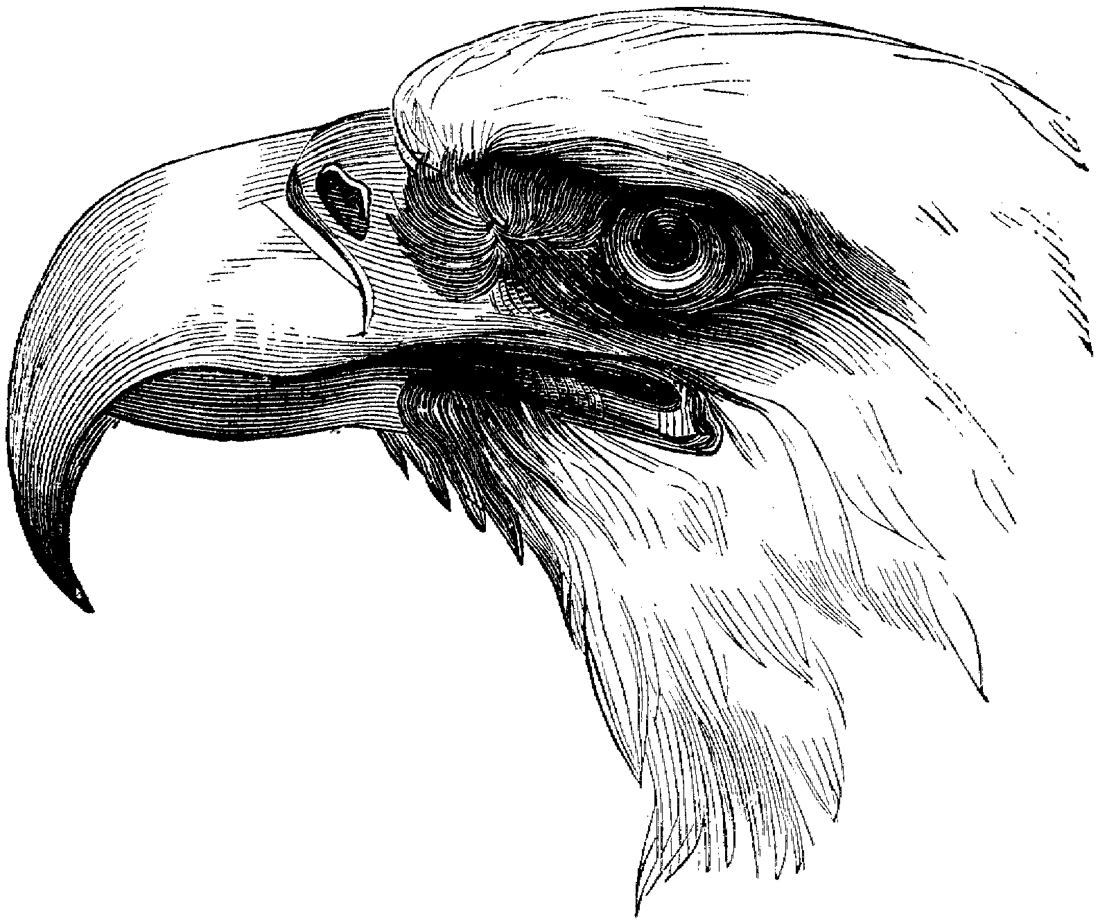 Eagle coloring pages to download and print for free