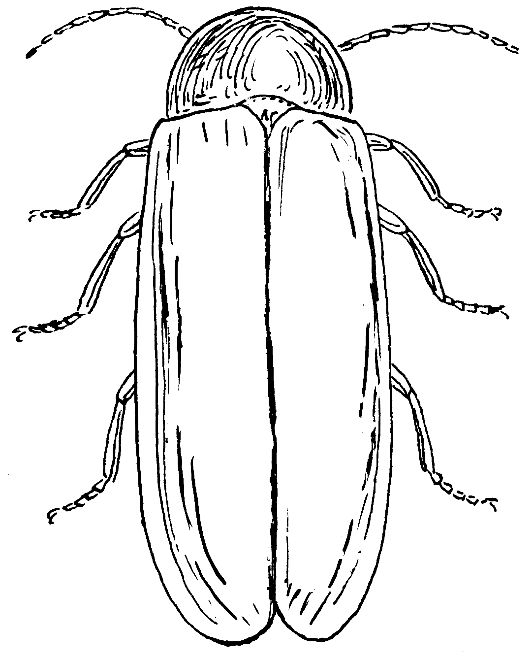 lightning bug coloring page