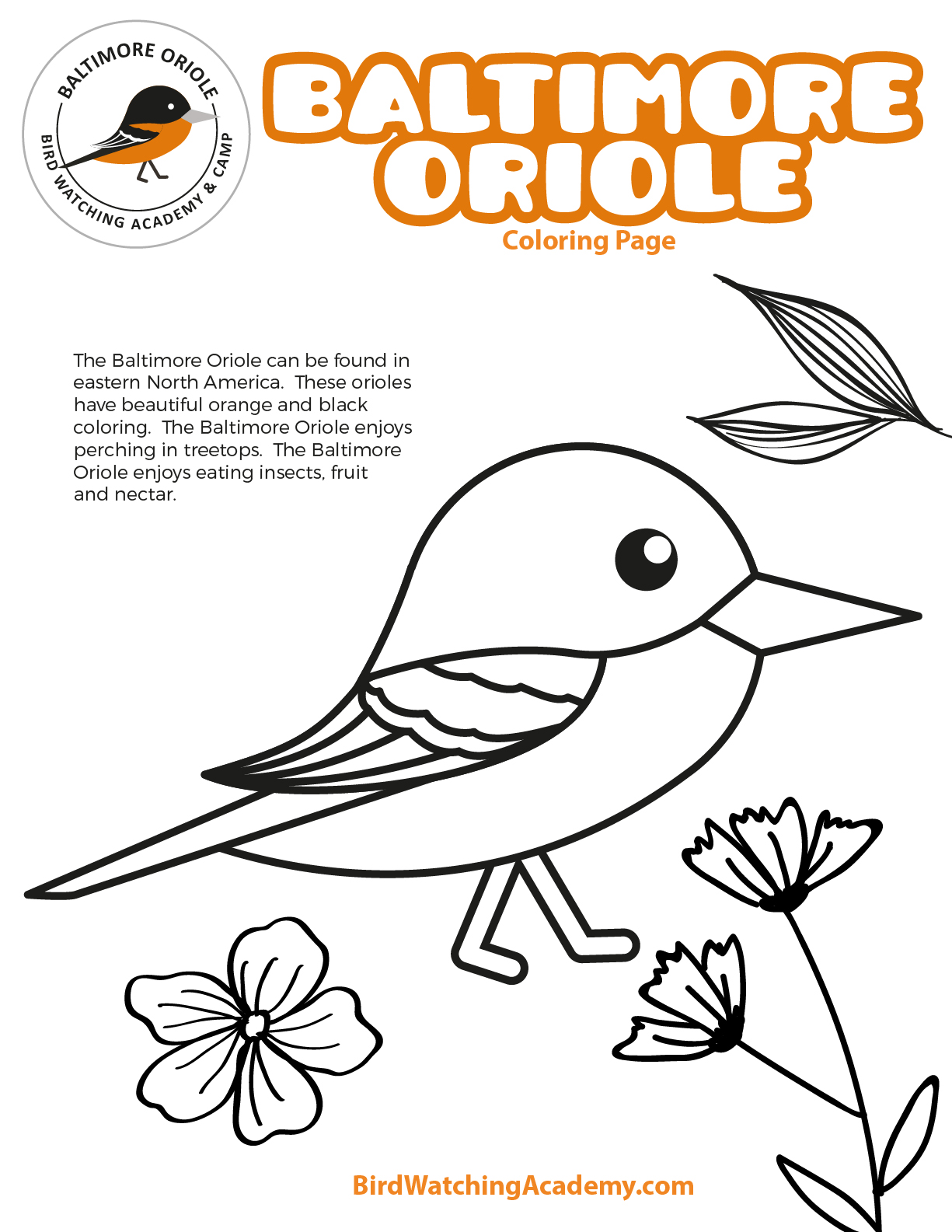 Baltimore Oriole Coloring Page - Bird Watching Academy