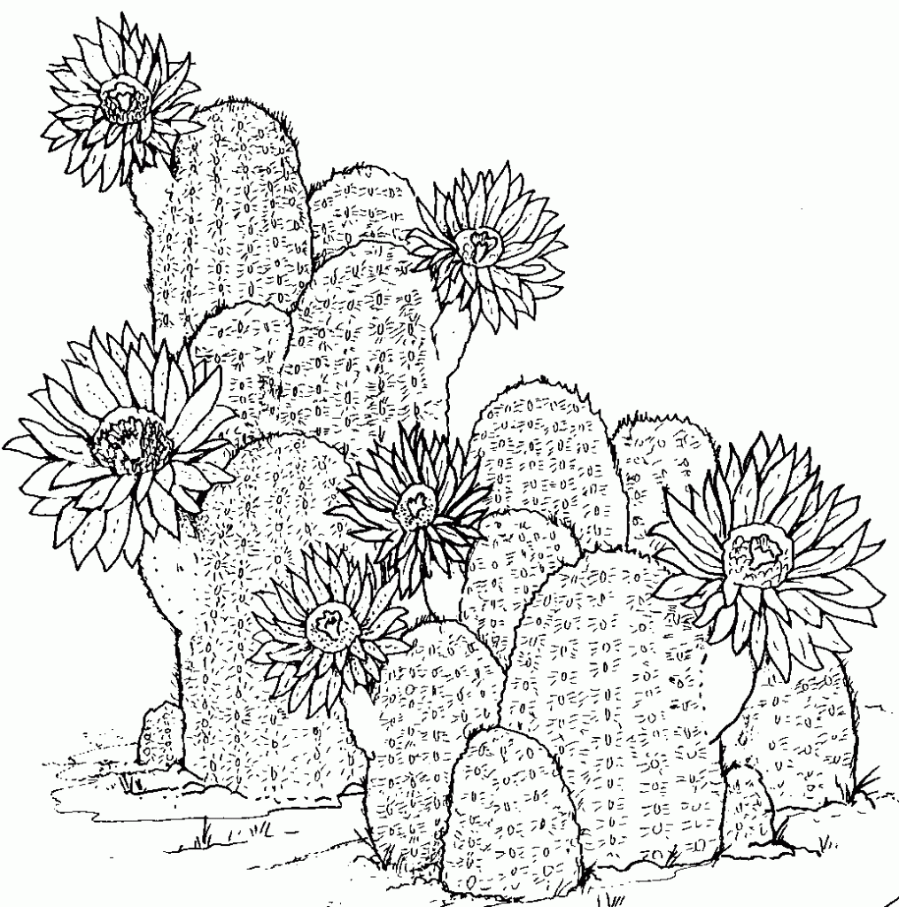 cactus coloring pages free