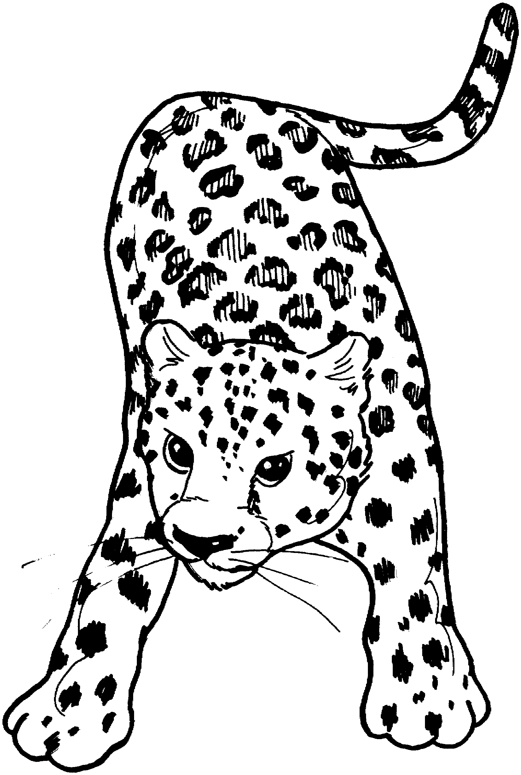 Snow Leopard Coloring Page - Coloring Home