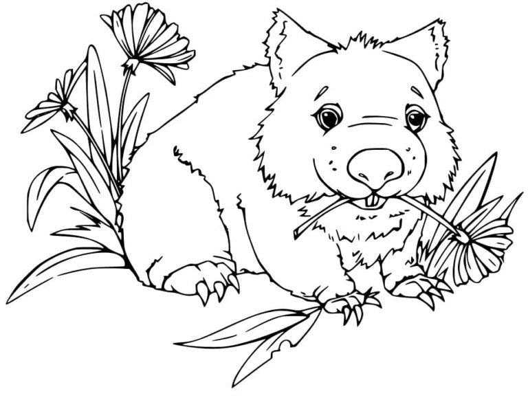 wombat coloring page