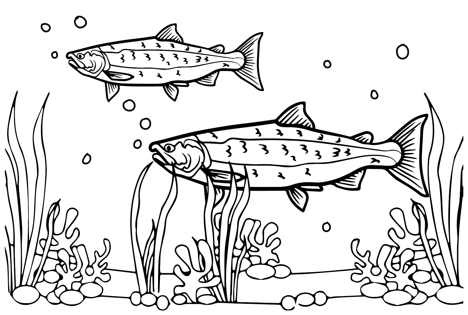 salmon coloring page