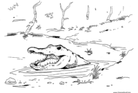 alligator coloring page