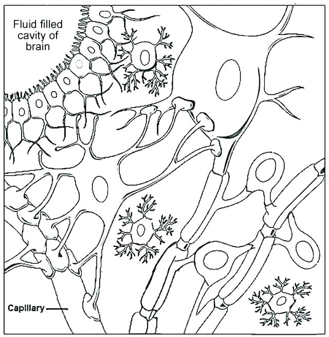 cells coloring page