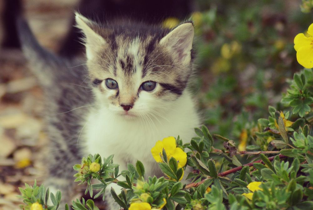 süße baby katzen bilder